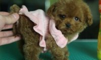没尾巴的贵宾犬好看吗?其实习惯了就好了
