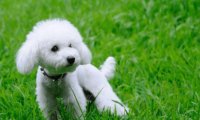 贵宾犬尿黄怎么办?对比下这些情况