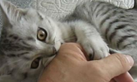 猫咪咬人代表什么?代表着还不够亲密