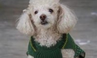 比熊贵宾犬哪个寿命长?其实相差不大