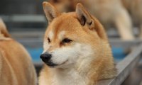 柴犬和秋田犬哪个贵?物以稀为贵