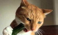 猫为什么怕黄瓜?不是怕其实是因为这个原因