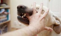 人得了狂犬病能治好吗?几乎无可能