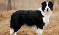 边境牧羊犬城市能养吗?看看它们的习性你就知道了