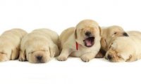 怎样挑选拉布拉多幼犬,切记这4点勿选