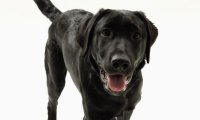 拉布拉多犬怎么训练?看过来看过来