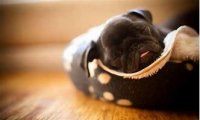 巴哥犬体臭排名第几?这个缺点它不明显