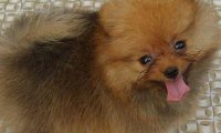 博美犬吃什么狗粮好?因狗而异来对待