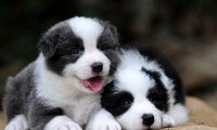 边境牧羊犬的寿命有多长,平均下来其实也不长