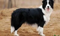 边境牧羊犬好不好?智商高不一定好养