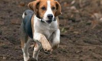 比格犬可以长多大?每条狗狗都不一样