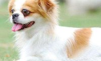 如何训练蝴蝶犬?得益于合适的方法