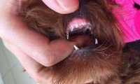 小狗几个月换牙?大多数狗子都有大概时间的