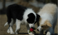 边境牧羊犬打得过德牧吗?不看这些又怎会知道