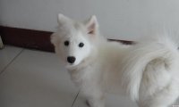 狗狗老吐怎么办?试试这个办法