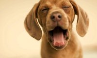 狗狗为什么会得犬瘟?看完才恍然大悟