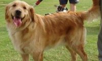 金毛是猎犬吗?它的全名就能说明一切