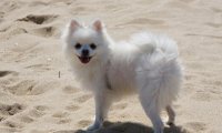 博美犬几个月开始换毛?正常情况都是这个时候开始