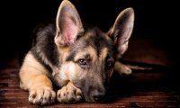 牧羊犬怎样训练?容不得半点松懈