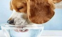 狗狗不停喝水是怎么回事?可能是这些原因导致的