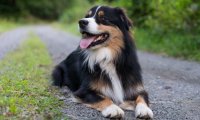 牧羊犬的作用有哪些?不仅仅是牧羊哦
