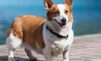 柯基犬适合家里养吗?别急着养先看完这些