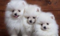 贵宾犬丢了怎么找回来?有几个方法可以借鉴一下