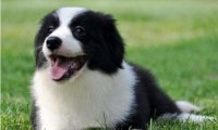 养边境牧羊犬优缺点,了解全面才好入手