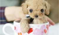 茶杯犬什么品种最好看?其实都还不错