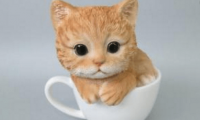 茶杯猫多少钱一只~记好这些谨慎购买