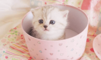 茶杯猫多少钱?前方超萌喵小主来袭