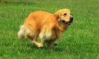 金毛犬一般吃什么,金毛营养饮食大全