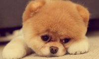 博美犬吃粮一天多少斤?正常是根据体重来的