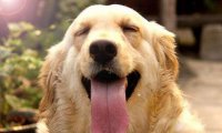 贵宾犬和金毛哪个狗好养?取决于这些方面