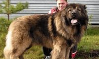 高加索犬护主吗？它是一个强大的守护神