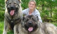 高加索犬能长多少斤?看看这些大个子是怎么长成的