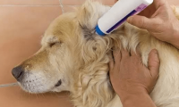 狗得了皮肤病怎么办，教你省钱又简单的方法