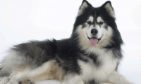 阿拉斯加雪橇犬多少钱,了解套路在购买