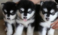 阿拉斯加幼犬怎么训练?好方法来教它做狗
