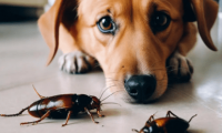 狗吃蟑螂对身体有影响吗