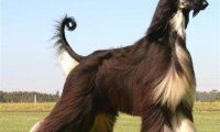 阿富汗猎犬价格，只能说价格不菲