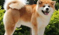 跟秋田犬很像的狗,柴犬和它可能是亲兄弟