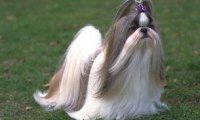西施犬智商排名,不算高但别小瞧它