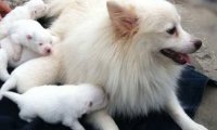 长得像狐狸的狗叫什么?这些品种都像