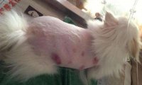 博美犬掉毛吗?跟平时养护也有关系