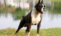 拳师犬的优缺点,养之前就该了解全面了