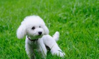 贵宾犬的皮肤病怎么办?这些护理工作要做到位
