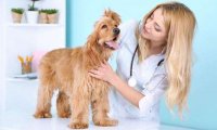 狗狗皮肤病会自愈吗？唯有药物方可根治
