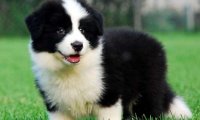 边境牧羊犬的训练，自己就能搞定