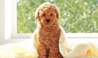 贵宾犬的毛很软怎么办?这样来分析下这个问题